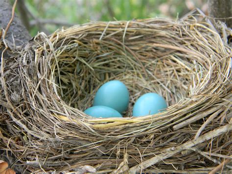 Robbins nest - Mar 12, 2024 · Robin eggs are typically beautiful, bright blue, and don’t have any spots or speckling. The eggs are 1.1 inches long and weigh 0.22 ounces, and the mother bird starts incubating after she lays the second egg. The eggs hatch after 12 to 14 days. 